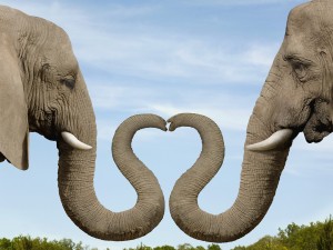 Elephants Making Heart Shape with Trunks --- Image by © Dianna Sarto/Corbis